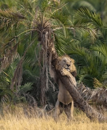 sabervivermais.com - Fot&oacute;grafo consegue imagem de le&atilde;o &ldquo;abra&ccedil;ando &aacute;rvore&rdquo;, cenas viralizaram nas redes.