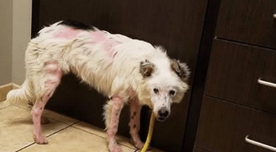 sabervivermais.com - O cachorro maltratado n&atilde;o para de abra&ccedil;ar seu novo dono. Eu esperei muito por aquele momento