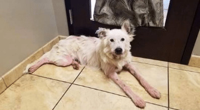 sabervivermais.com - O cachorro maltratado n&atilde;o para de abra&ccedil;ar seu novo dono. Eu esperei muito por aquele momento