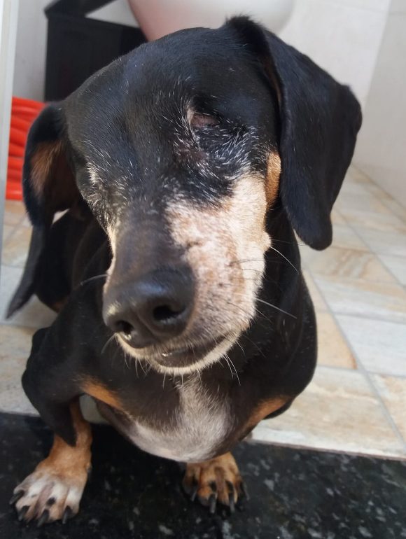 sabervivermais.com - Cachorrinha que perdeu os olhos por maus-tratos foi resgatada e ganhou mamãe carinhosa