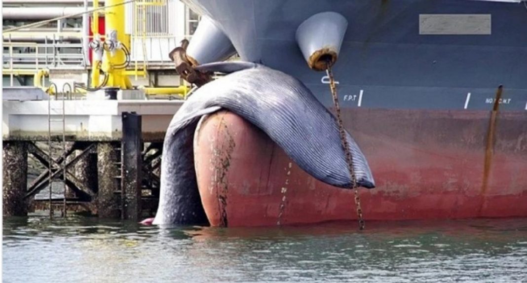 Grande Navio ancora em porto com baleia morta presa à proa