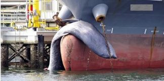 Grande Navio ancora em porto com baleia morta presa à proa