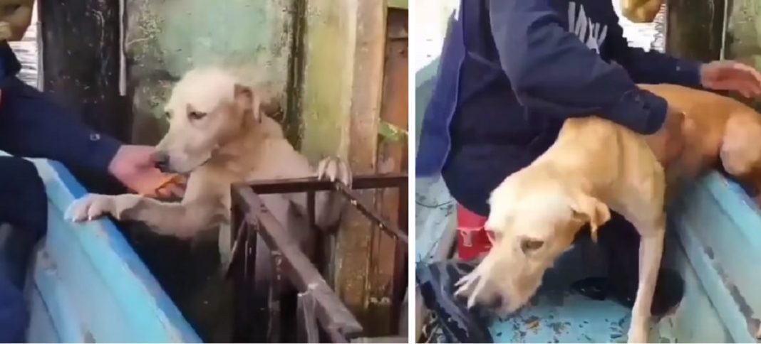 Cachorro que deu a mão pedindo socorro em uma enchente comove Web (Vídeo)