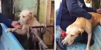 Cachorro que deu a mão pedindo socorro em uma enchente comove Web (Vídeo)