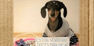 “Estou vendendo doces para pagar o fio da geladeira que eu comi” diz um cãozinho nas redes sociais