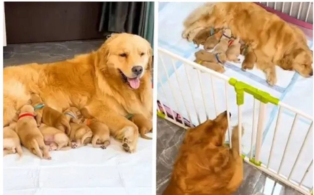 Cachorro ganha o título de “marido ideal” por sua devoção em cuidar de sua parceira grávida