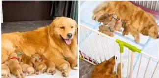 Cachorro ganha o título de “marido ideal” por sua devoção em cuidar de sua parceira grávida