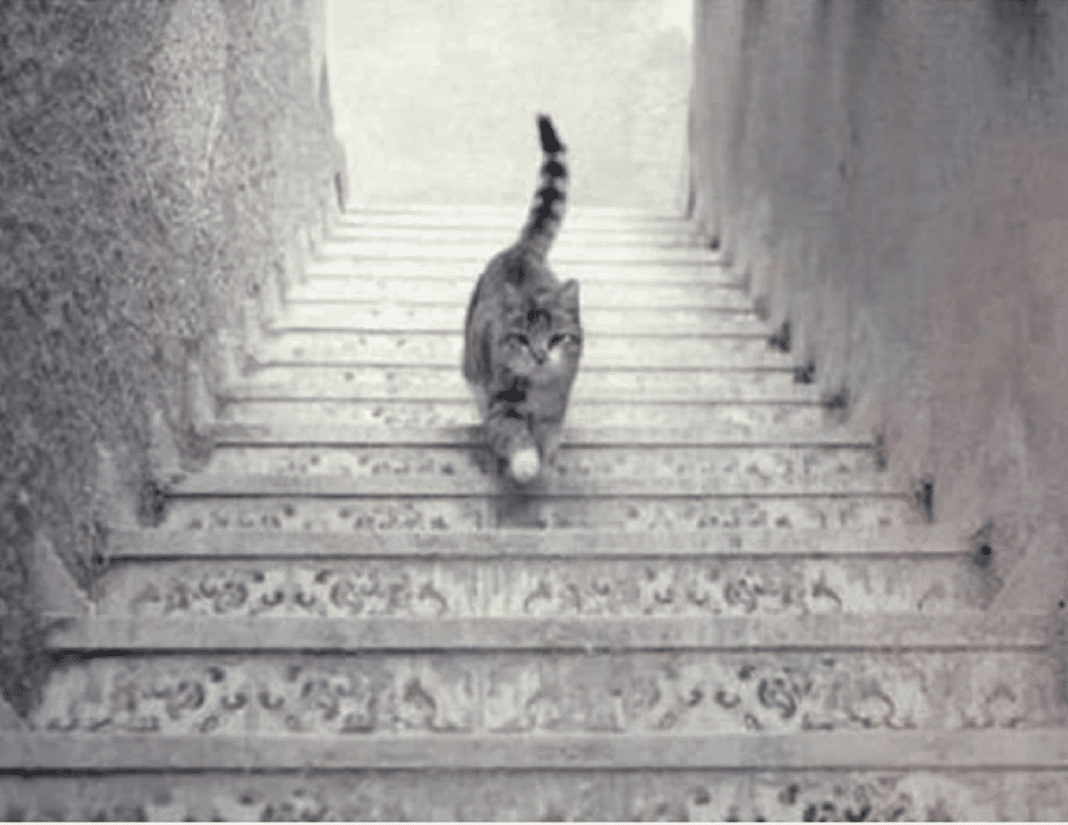 O gato está subindo ou descendo a escada? Acabou o mistério!