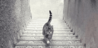 O gato está subindo ou descendo a escada? Acabou o mistério!