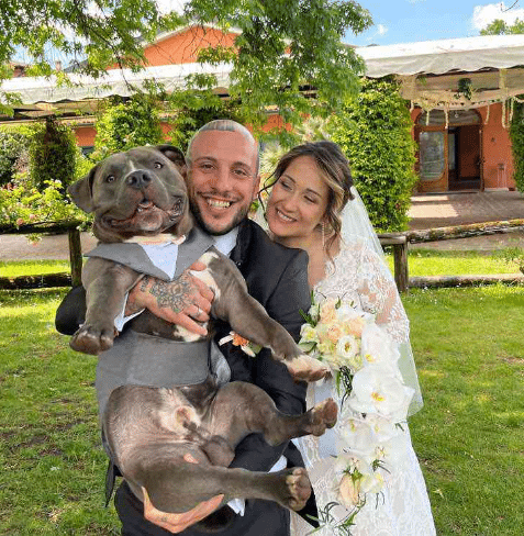 Foto: Tik Tok Massi-e-mimo - (Cachorrinho ouviu os batimentos cardíacos do bebê de sua dona e lambeu a barriga emocionado: "Ele vai ser o melhor irmão")