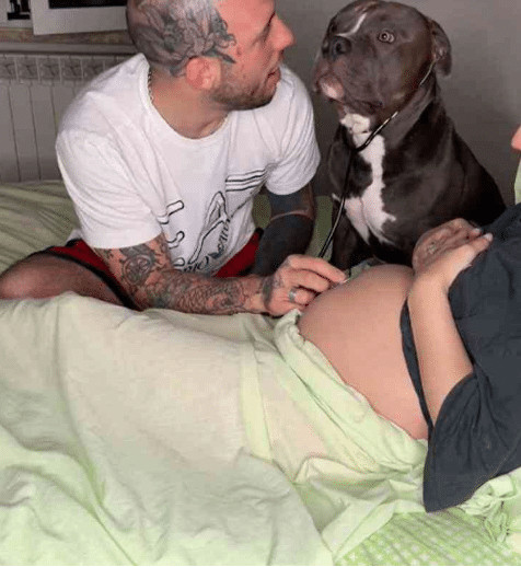 sabervivermais.com - Cachorrinho ouviu os batimentos card&iacute;acos do beb&ecirc; de sua dona e lambeu a barriga emocionado: "Ele vai ser o melhor irm&atilde;o"