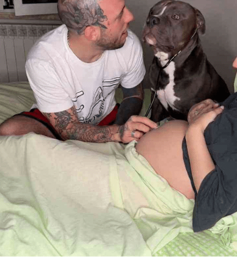 sabervivermais.com - Cachorrinho ouviu os batimentos cardíacos do bebê de sua dona e lambeu a barriga emocionado: "Ele vai ser o melhor irmão"