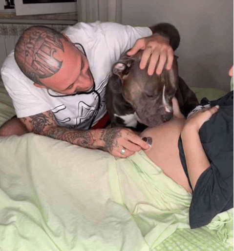 sabervivermais.com - Cachorrinho ouviu os batimentos card&iacute;acos do beb&ecirc; de sua dona e lambeu a barriga emocionado: "Ele vai ser o melhor irm&atilde;o"