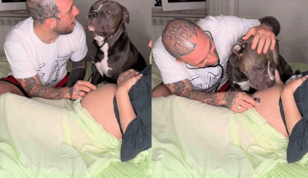 Cachorrinho ouviu os batimentos cardíacos do bebê de sua dona e lambeu a barriga emocionado: “Ele vai ser o melhor irmão”