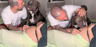 Cachorrinho ouviu os batimentos cardíacos do bebê de sua dona e lambeu a barriga emocionado: “Ele vai ser o melhor irmão”