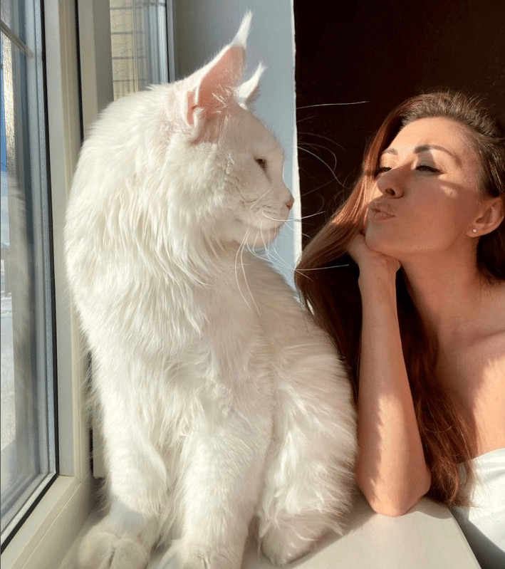sabervivermais.com - Gato gigante do tamanho de uma crian&ccedil;a conquista a web com quase 70 mil seguidores