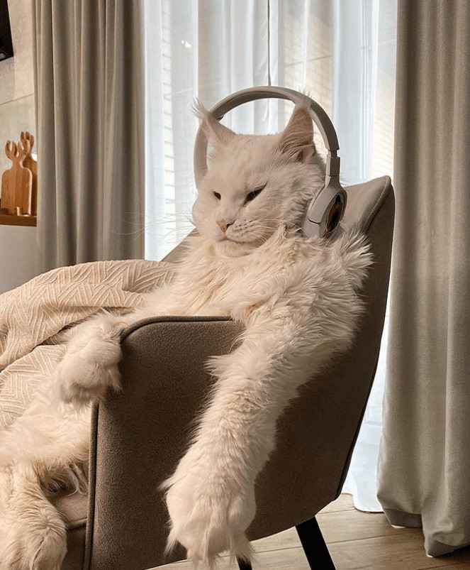 sabervivermais.com - Gato gigante do tamanho de uma crian&ccedil;a conquista a web com quase 70 mil seguidores