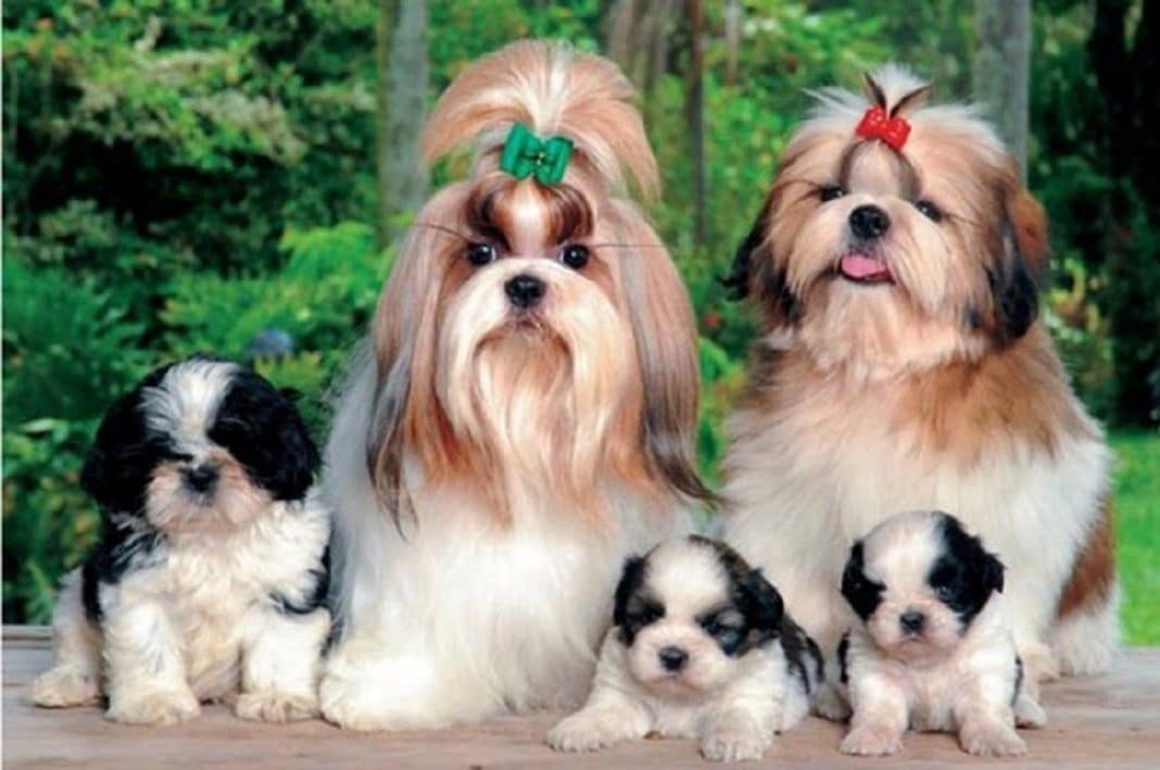 Qual a melhor ração para um cãozinho da raça shihtzu?