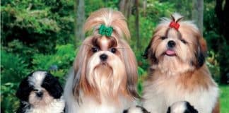 Qual a melhor ração para um cãozinho da raça shihtzu?