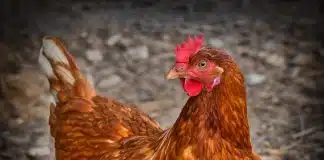 Cientistas afirmam ter finalmente descoberto o que veio primeiro: o ovo ou a galinha.
