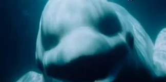 Gravação assustadora de Baleia beluga imitando fala humana está deixando as pessoas aterrorizadas