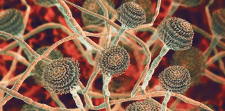 Cientistas alertam: fungo mortal que “devora por dentro” pode infectar milhões!