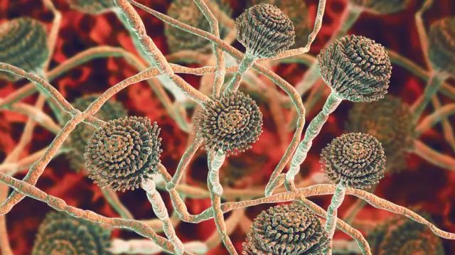 sabervivermais.com - Cientistas alertam: fungo mortal que “devora por dentro” pode infectar milhões!