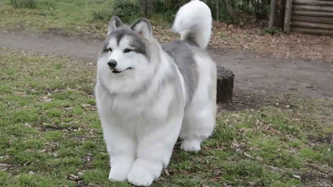 Homem que virou cachorro está inspirando pessoas no mundo inteiro