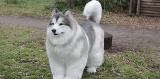 Homem que virou cachorro está inspirando pessoas no mundo inteiro
