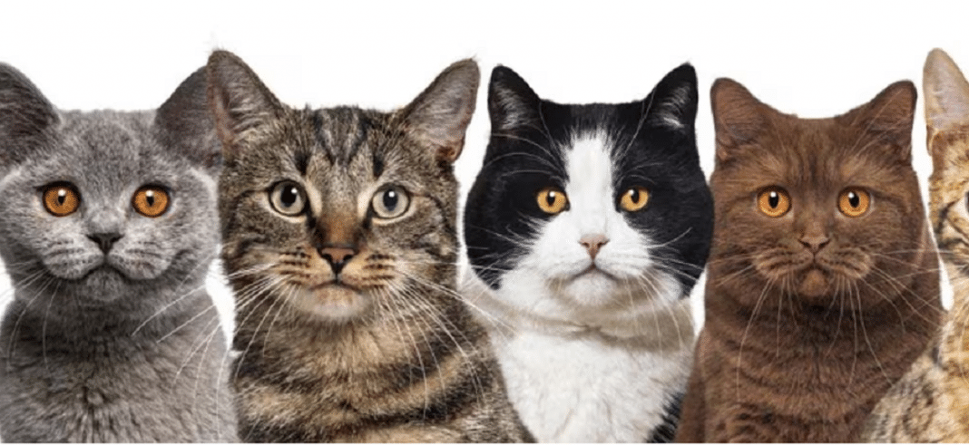 7 Verdades Sobre os Gatos que Só Quem Tem um Felino em Casa Vai Entender