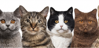7 Verdades Sobre os Gatos que Só Quem Tem um Felino em Casa Vai Entender