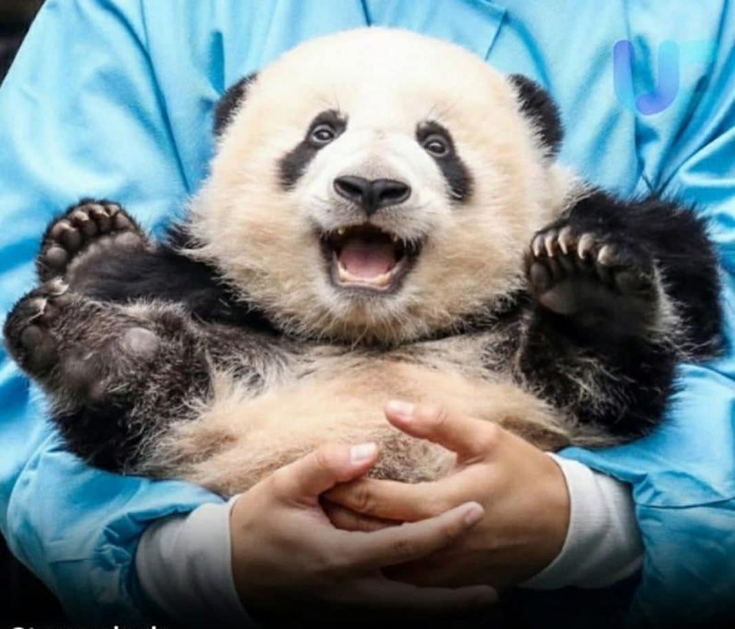O emprego mais fofo do mundo existe — e paga 32 mil dólares por ano!