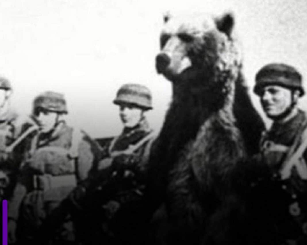 Você Não Vai Acreditar: Esse Urso Foi Registrado Como Soldado na Guerra