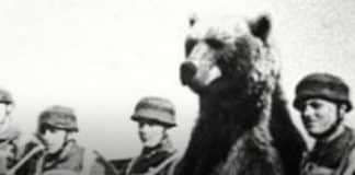 Você Não Vai Acreditar: Esse Urso Foi Registrado Como Soldado na Guerra