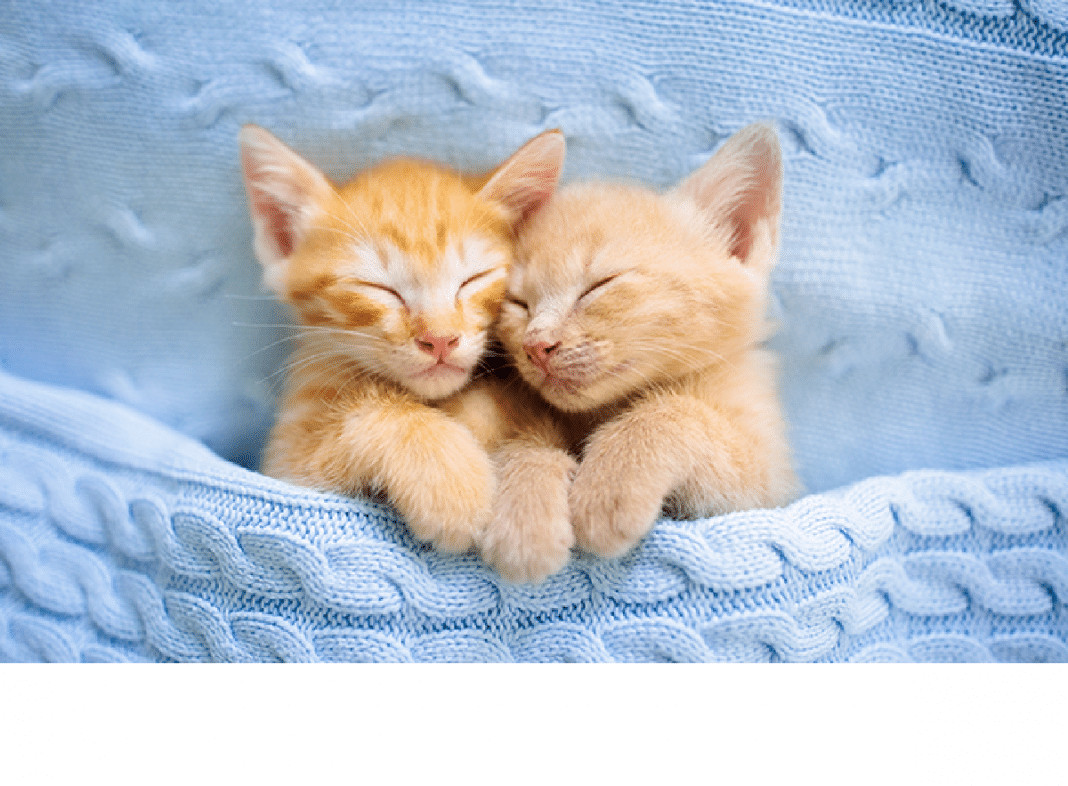 Por que os gatos são considerados o projeto perfeito da natureza?
