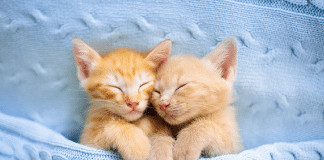 Por que os gatos são considerados o projeto perfeito da natureza?