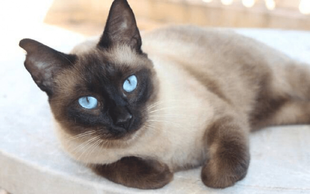 Quando um gato se esfrega em você, isso é o que realmente significa