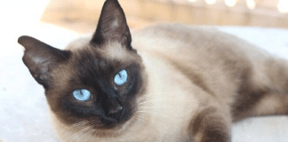 Quando um gato se esfrega em você, isso é o que realmente significa