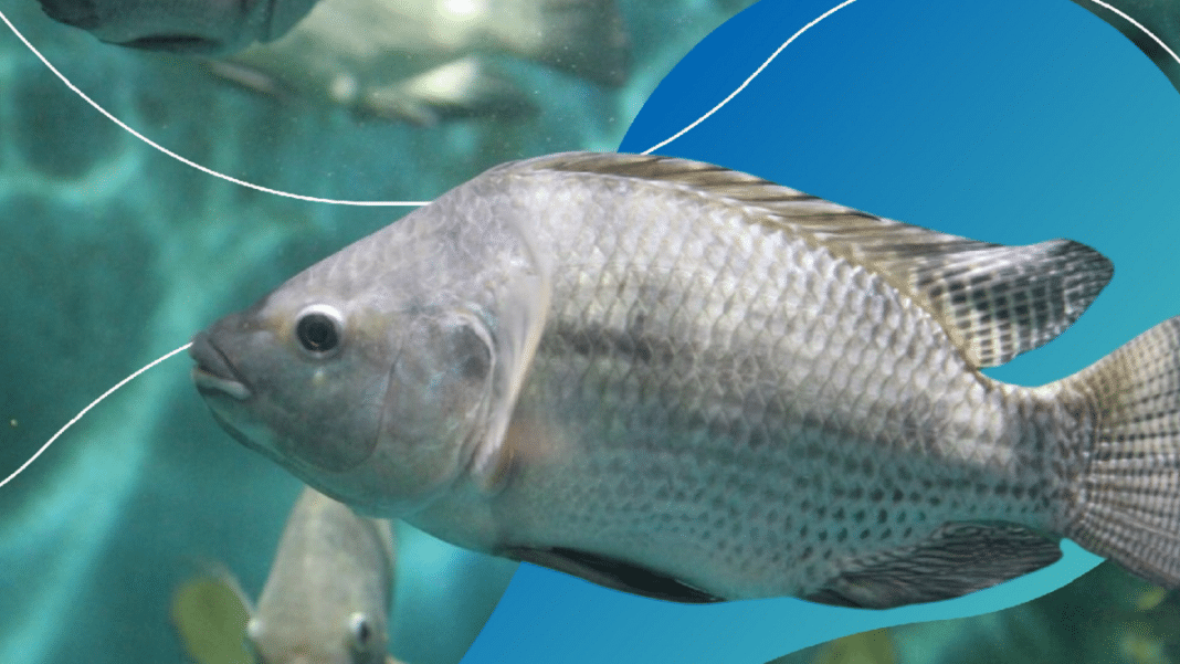 Fim da Tilápia? O peixe mais popular do Brasil pode ser proibido — e o motivo vai te surpreender
