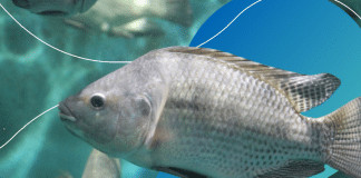 Fim da Tilápia? O peixe mais popular do Brasil pode ser proibido — e o motivo vai te surpreender