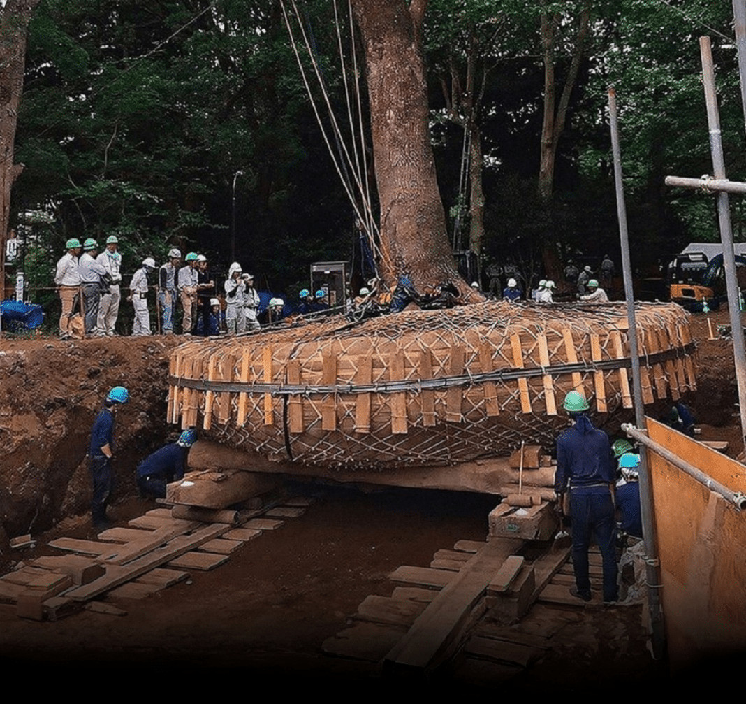 Eles não cortam, eles mudam de lugar: a genial técnica japonesa que preserva florestas