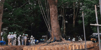 Eles não cortam, eles mudam de lugar: a genial técnica japonesa que preserva florestas