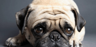 Pele de tilápia pode ajudar cães a recuperarem a visão