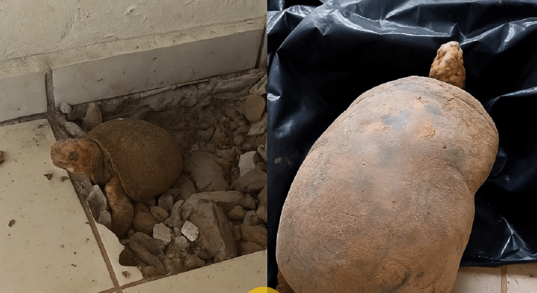 O JABUTI “IMORTAL”: A HISTÓRIA INACREDITÁVEL DO ANIMAL QUE PASSOU 10 ANOS ENTERRADO SOB UM PISO — E SOBREVIVEU!