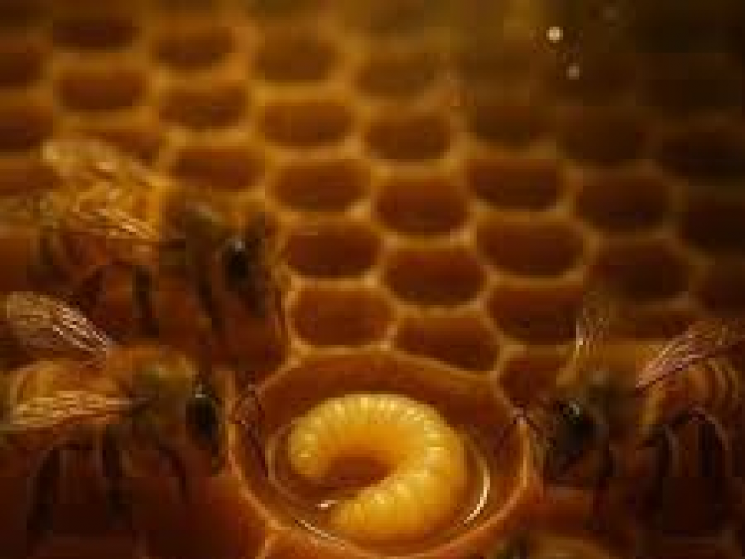 rainha A Rainha Não Nasce, Ela é Criada: o Segredo das Abelhas que Pode Mudar a Forma Como Você Vê a Vida