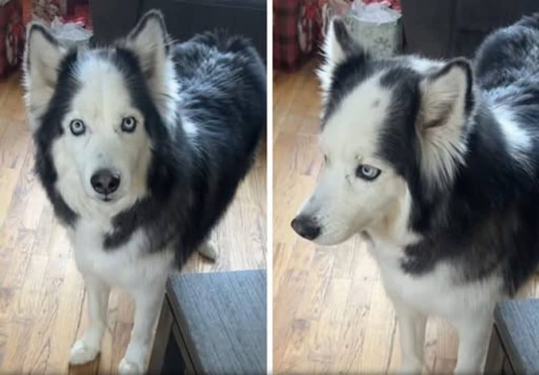 Nem os pets escapam: cachorro viraliza por parecer ter “entradas” no cabelo