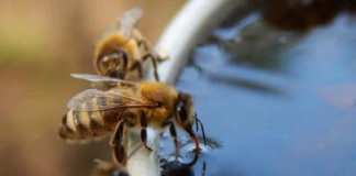 NUNCA PULE NA ÁGUA PARA FUGIR DE ABELHAS — O MOTIVO É ATERRORIZANTE