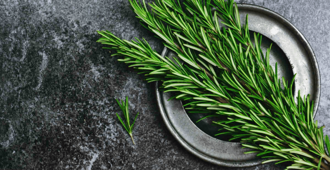 alecrim “Alecrim e hortelã fazem o cabelo crescer? Ciência confirma efeito surpreendente”