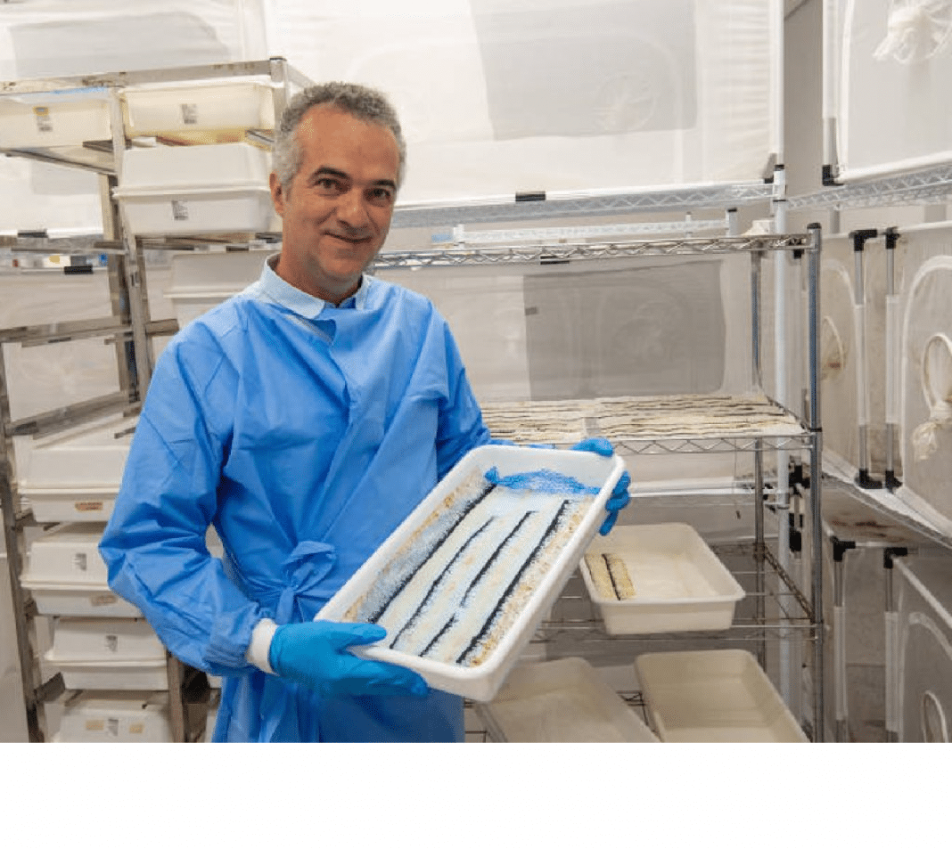 dengue Brasileiro ‘desarma’ o mosquito da dengue e entra para a lista mais poderosa da ciência mundial