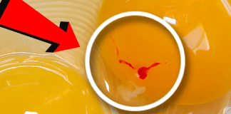 Você já quebrou um ovo e encontrou uma mancha vermelha na gema? A resposta pode te surpreender